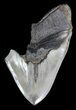 Partial, Serrated, Fossil Megalodon Tooth - Huge! #52999-1